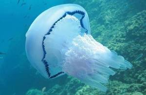Jellyfish collagen pioneers set up biomaterial plant in Wales