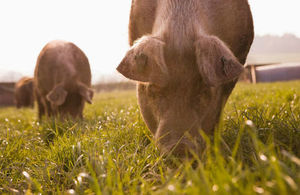 Animal welfare strengthened by new codes for pigs and poultry