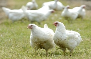 Avian Influenza: UK now disease free but Chief Vet urges vigilance