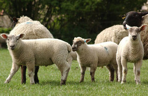 Zolvix 25 mg/ml Oral Solution for Sheep: change of distribution category