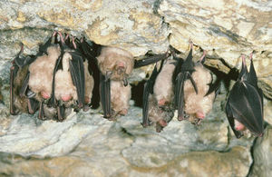 Bat conservation panel appointed
