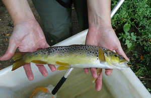 Brown trout return to Newcastle under Lyme