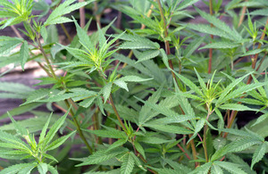 Cannabis seized at Felixstowe