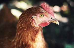 The chicken and the egg: GLD Lawyers work on the bird flu outbreak