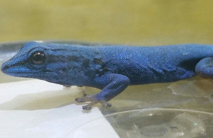 Endangered Geckos seized by Border Force at Heathrow