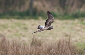 Stewart: New plans to save England’s hen harriers