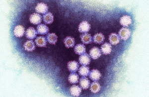 Norovirus: a nasty but common Winter bug