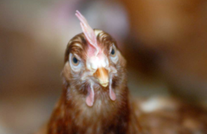 Avian flu confirmed at a farm near Diss, South Norfolk