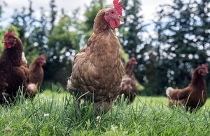 Food and Farming File Picture