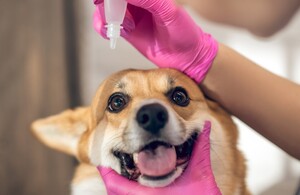 Veterinary Medicines Directorate File Picture