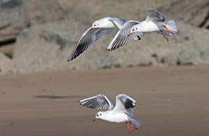 Animal Plant Health Agency File Picture