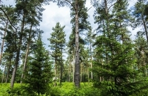 Forestry Commission File Picture
