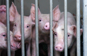 Wildlife and Animal Welfare File Picture