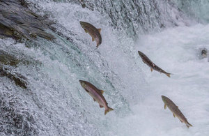 Wildlife and Animal Welfare File Picture