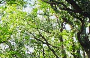 The Scottish Government File Picture