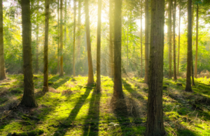 Met Office File Picture