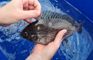 Forestry Commission File Picture