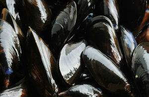 Environment File Picture