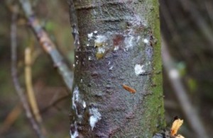 Forest Research File Picture