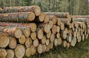 Forestry Commission File Picture