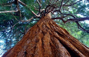 Forest Research File Picture