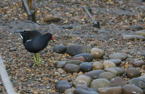 Food and Farming File Picture